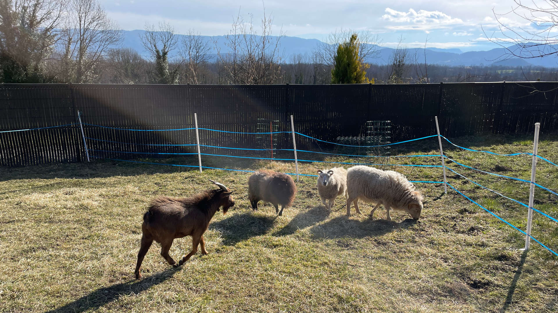Nutrilaser 74, vue du parc avec les moutons